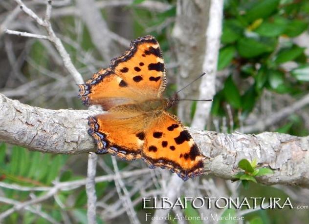 Vanessa multicolore: Nymphalis polychloros